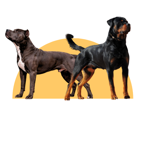 real transformation real transformation